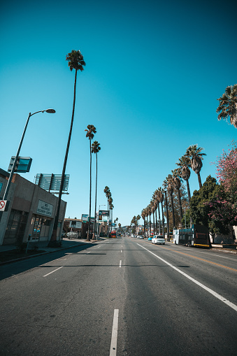 High palm trees in Sunset Boulevard, Los Angeles.