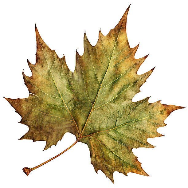 High Resolution Isolated Autumn Dry Maple Leaf stock photo