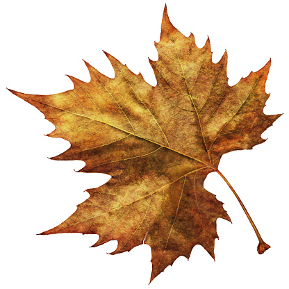 This Large, High Resolution Scanned Image of Autumn Dry Maple Leaf, isolated on White Background and equipped with precise Clipping Path, represents the excellent choice for implementation in various CG design projects. 