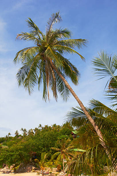 High tropical coconut palm on sunny beach and blue sky stock photo