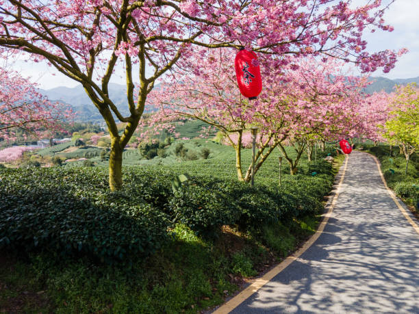 A high-angle view of the cherry-blossom Tea Garden Road stock photo