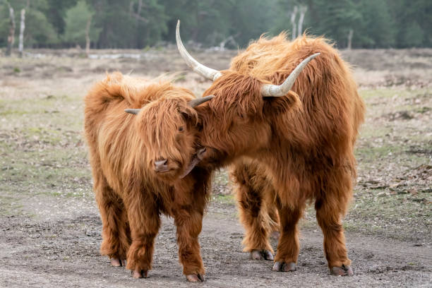Highland Cow cattle with calf (Bos taurus taurus) grazing in field. stock photo