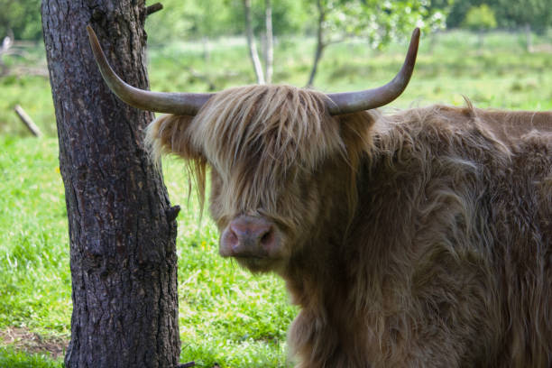 Highland Cow grazing in the field. stock photo