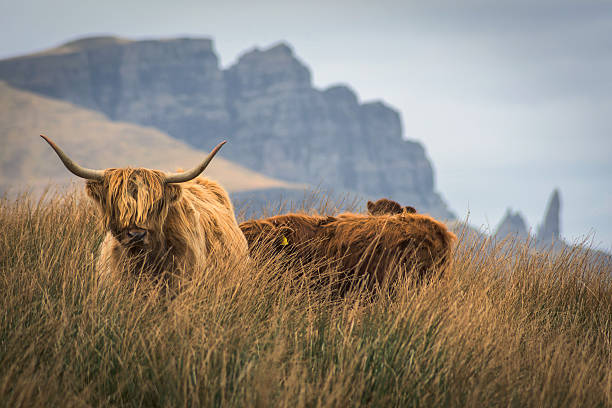 Highland cow, Old Man of Storr, Isle of Skye, Scotland. stock photo