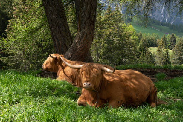 highland cows lying on the grass in the italian dolomites in europe stock photo