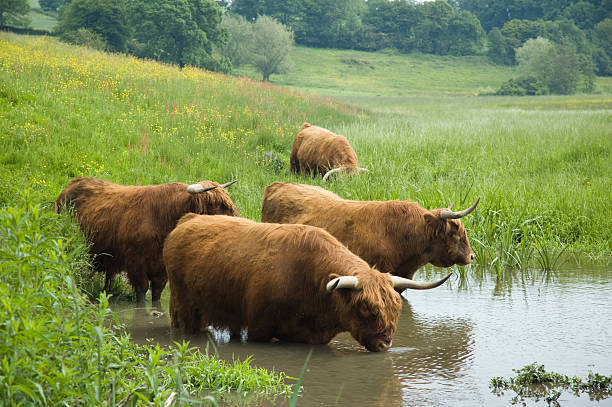 highland steers - bevolking limburg stockfoto's en -beelden