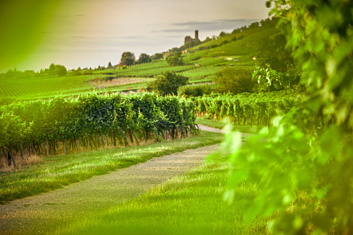 Hike to the vineyard in Germany