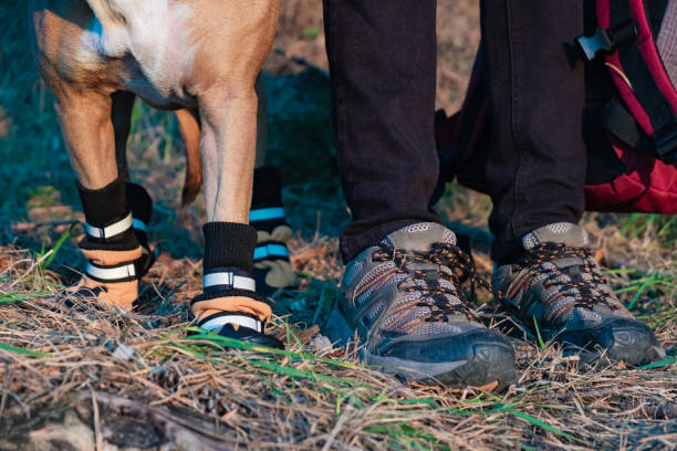 Hiker and dog in hiking shoes stand side by side in the forest stock photo
