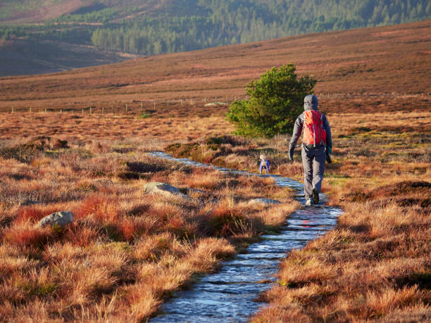 A hiker and their dog walking in the Northumberland countryside, Simonside near Rothbury, England, UK. A hiker and their dog walking in the Northumberland countryside, Simonside near Rothbury, England, UK. northumberland stock pictures, royalty-free photos & images