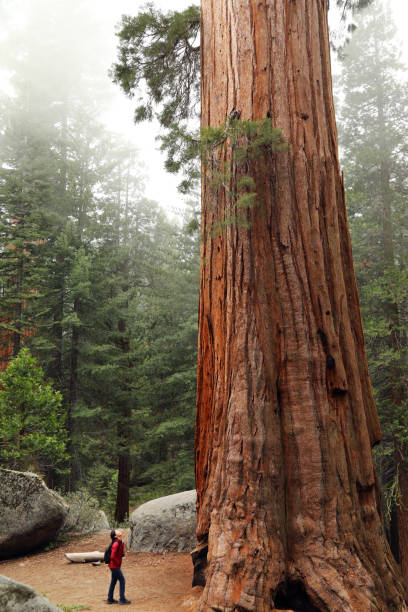 A Hiker Look up at a Giant Sequoia Tree stock photo