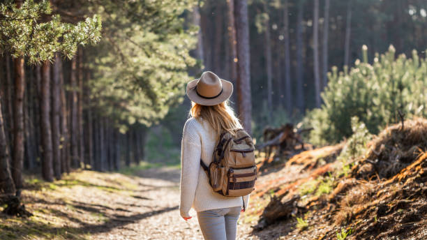 Hiker walk in pine woodland at sunny day stock photo
