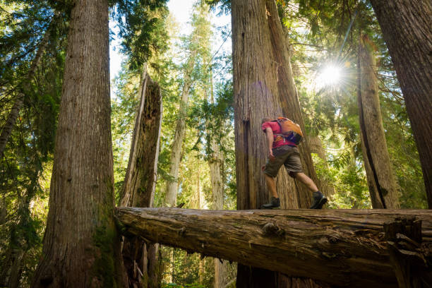 Hiking ancient cedars stock photo
