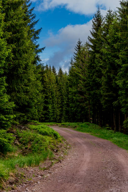 thüringen ormanı'nda farklı yerlerde yürüyüş - thüringer wald / almanya - wald stok fotoğraflar ve resimler