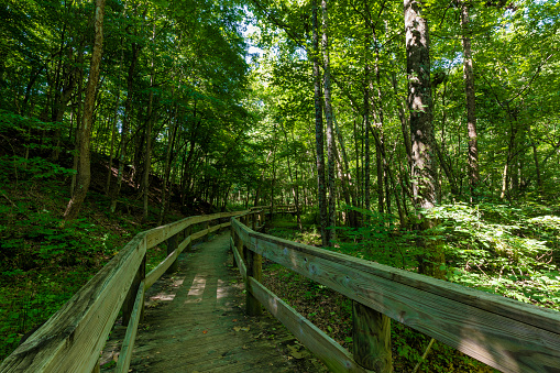 Hiking trails in Persimmon Ridge Park in Jonesborough, Tennessee on a warm summer day.