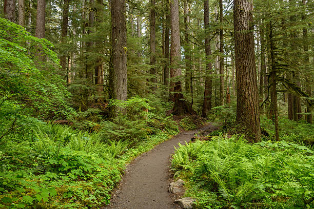 Hiking Path in Rain-Forest stock photo