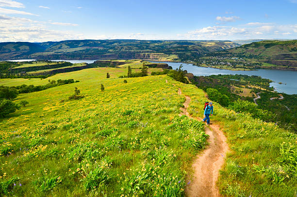 Hiking the Columbia Gorge "A woman hiking in through a meadow of wildflowers with the Columbia River below. Tom McCall Nature Preserve, Oregon." columbia river gorge stock pictures, royalty-free photos & images