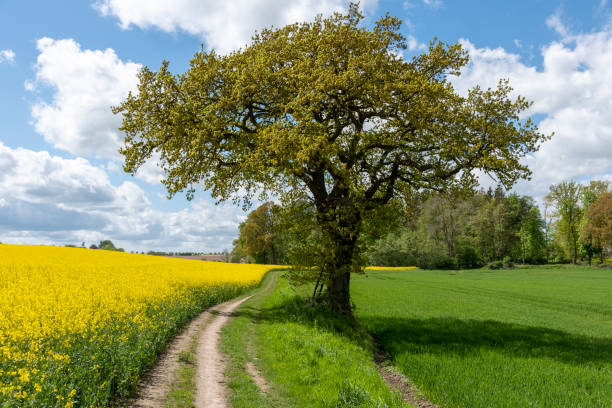 Hiking trail in spring between flowering rapeseed fields, Waabs, Schleswig-Holstein stock photo