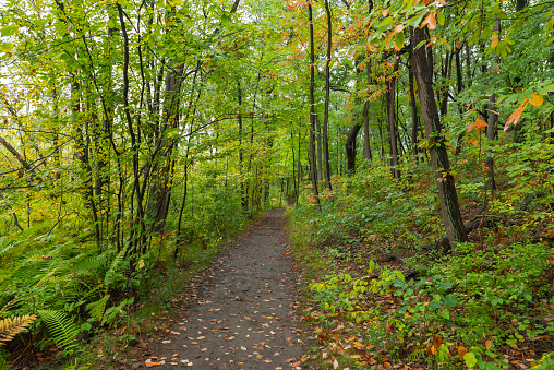 Autumn landscape along the Cowles Bog Trail on a rainy morning.  Indiana Dunes National Park, Indiana, USA