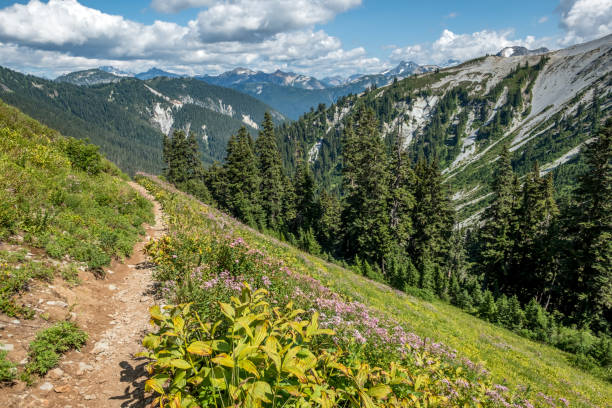 Hiking trail through alpine meadows with views of North Cascades stock photo