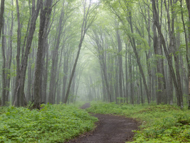 Hiking trail through foggy forest stock photo