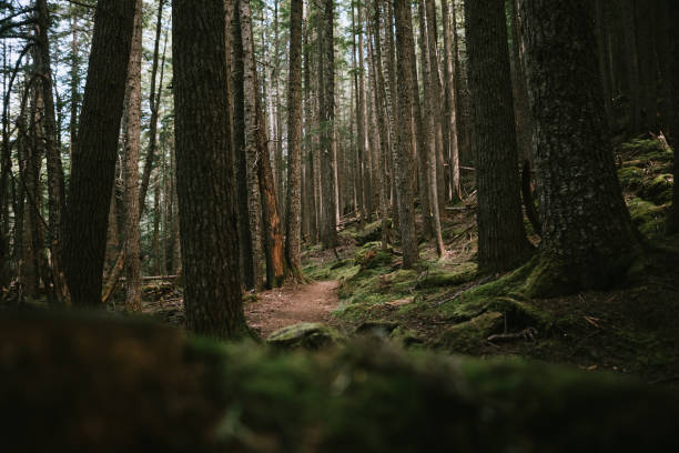Hiking Trail Through Thick Forest on Olympic Peninsula A lone mature adult hiker hikes through the woods headed in to the mountains. Shot in Washington state on the Olympic Peninsula. olympic national park stock pictures, royalty-free photos & images