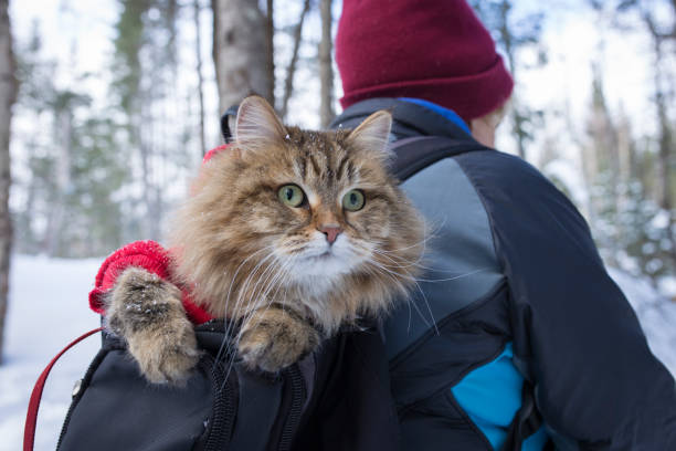vandring med katt på vintern - cat leash bildbanksfoton och bilder