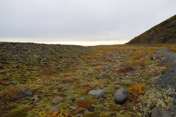 Hill covered with Icelandic moss and colorful bushes near the trail leading to the Skaftafellsjokull - a Vatnajokull glacier tongue stock photo