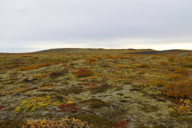 Hill covered with Icelandic moss and colorful bushes near the trail leading to the Skaftafellsjokull - a Vatnajokull glacier tongue in the Skaftafell National Park stock photo
