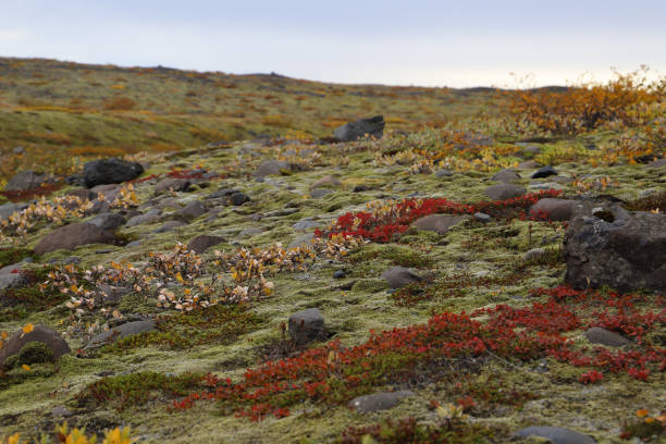 Hill covered with Icelandic moss and colorful bushes near the trail leading to the Skaftafellsjokull - a Vatnajokull glacier tongue in the Skaftafell National Park stock photo