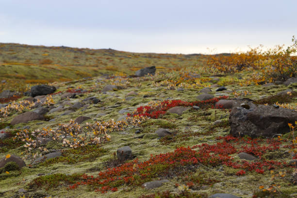 Hill covered with Icelandic moss and colorful plants near the trail leading to the Skaftafellsjokull - a Vatnajokull glacier tongue in the Skaftafell National Park stock photo
