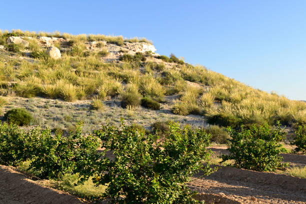 Hill over lemon trees In the field center of lemon trees cultivated with irrigation, a small and arid hill is erected. alcaraz stock pictures, royalty-free photos & images