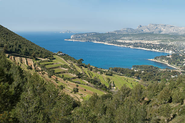 Hillside vineyard above the Bay of Cassis stock photo