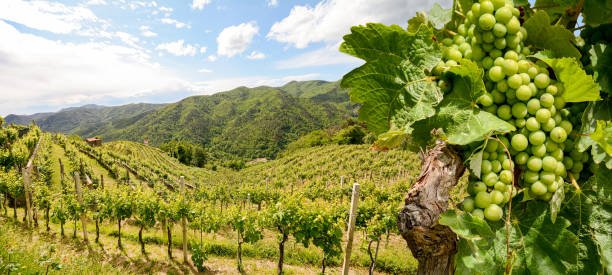 Hilly vineyards with red wine grapes near a winery in early summer in Italy, Tuscany Europe stock photo