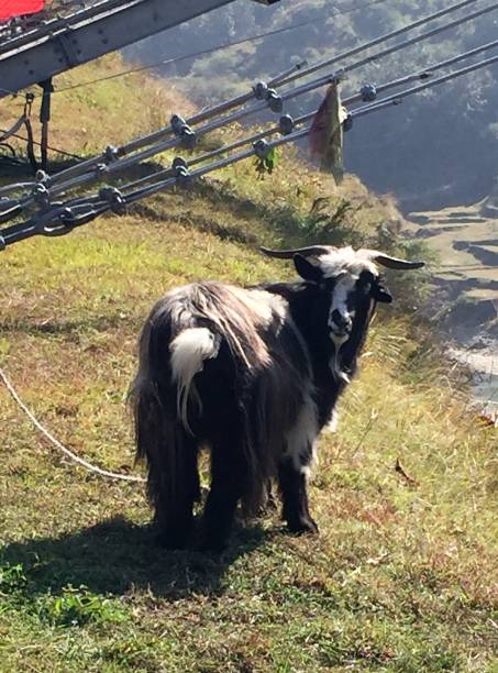 Himalayan goat stock photo
