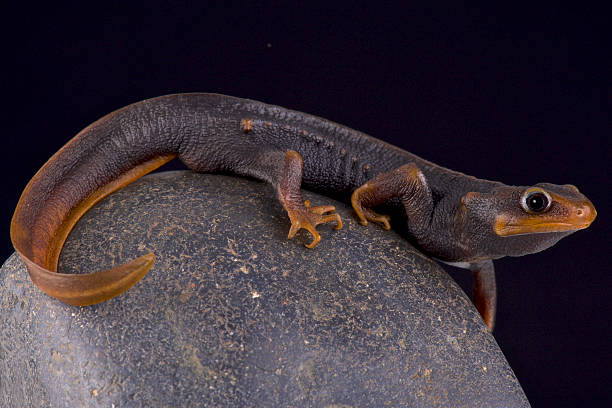 Himalayan newt  (Tylototriton verrucosus) stock photo