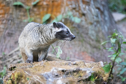 Himalayan Palm Civet Paguma Larvata Sikkim India Stock Himalayan Palm Civet Paguma Larvata Sikkim India Stock