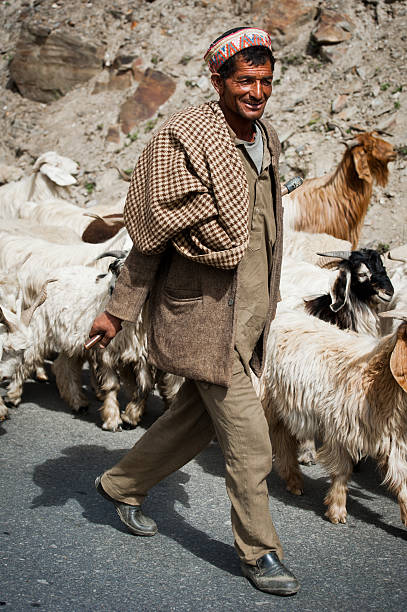 Himalayan shepherd from Lahoul Valley leads his flock Lahoul Valley, India - September 5, 2012: Himalayan shepherd from Lahoul Valley leads his goat and sheep flock. India, Himachal Pradesh, Lahoul Valley September 5, 2012 tibetan ethnicity stock pictures, royalty-free photos & images