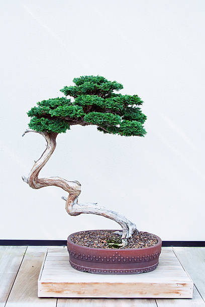 Hinoki False Cypress Bonsai Tree 84-year old Hinoki False Cypress Bonsai Tree. Hinoki Bonsai stock pictures, royalty-free photos & images