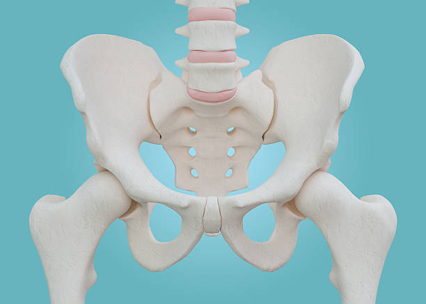 Hip Skeleton on blue background. Hip Skeleton on blue background with clipping path. spine body part photos stock pictures, royalty-free photos & images