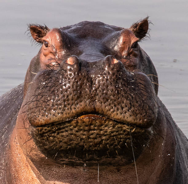 Hippo attack! stock photo