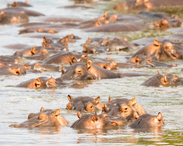 Hippo Herd in a River stock photo