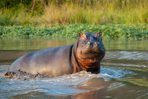 Hippo Male stock photo