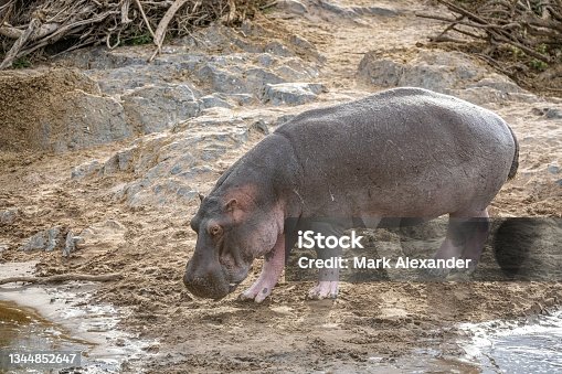 istock Hippo 1344852647