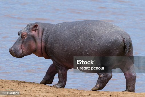 istock Hippo walking near water, Africa 1011520820