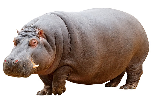 Hippopotamus isolated on white with clipping path