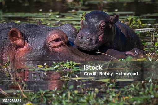 istock Hippopotamus mother with baby 1334263539
