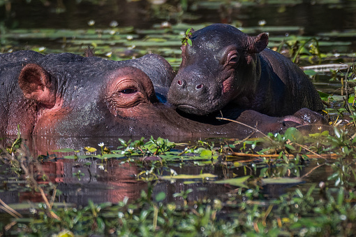 Hippopotamus mother helping to support and protect her baby of only a few hours old