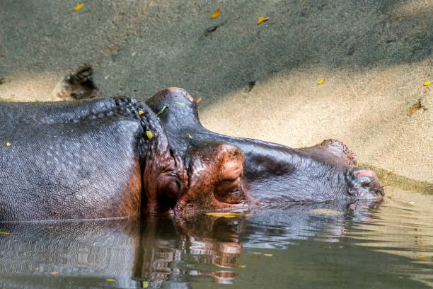 Hippopotamus sleeping in water stock photo
