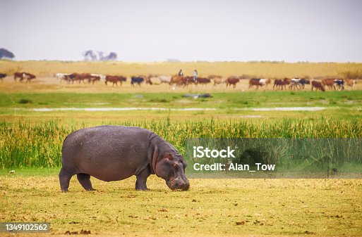 istock Hippopotamus walking in Amboseli National Park, Kenya 1349102562