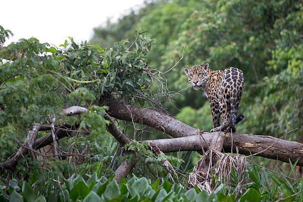 his majesty the painted onca - jaguar kattdjur bildbanksfoton och bilder